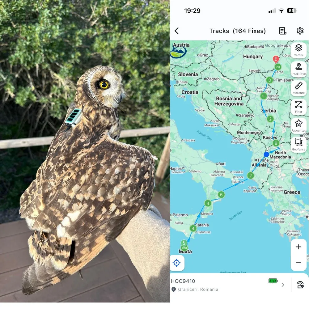 Foto - Pasăre rară, monitorizată cu GPS, găsită moartă lângă Arad. Zburase pe o distanță de peste 1300 km
