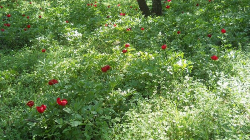 Vrăjitoarele au făcut prăpăd pe un râu din Teleorman. Un bărbat a filmat întreaga scenă: „Veniți cu farmecele voastre, nu vă e rușine?”