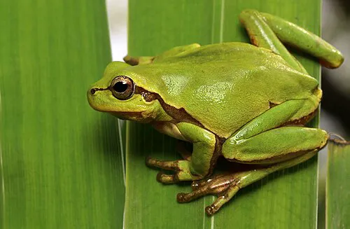 Broasca arboricolă estică, cunoscută științific sub numele de Hyla orientalis (foto: Wikipedia)