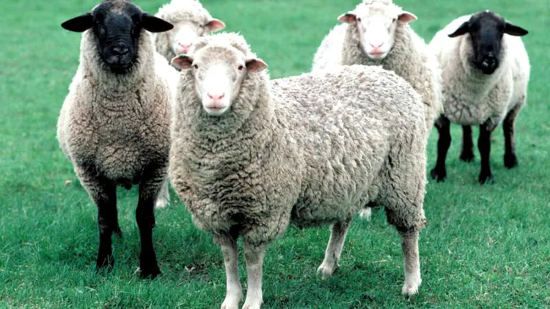 Bancuri. Este adevărat, domnule director, că oile sunt considerate cele mai proaste animale? Leșini de râs ce urmează