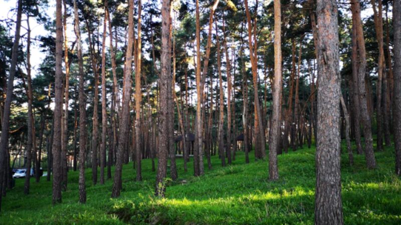 Secretul de pe Dealul Osoiu. Cum a apărut Pădurea de pin negru, una dintre cele mai neobișnuite din România