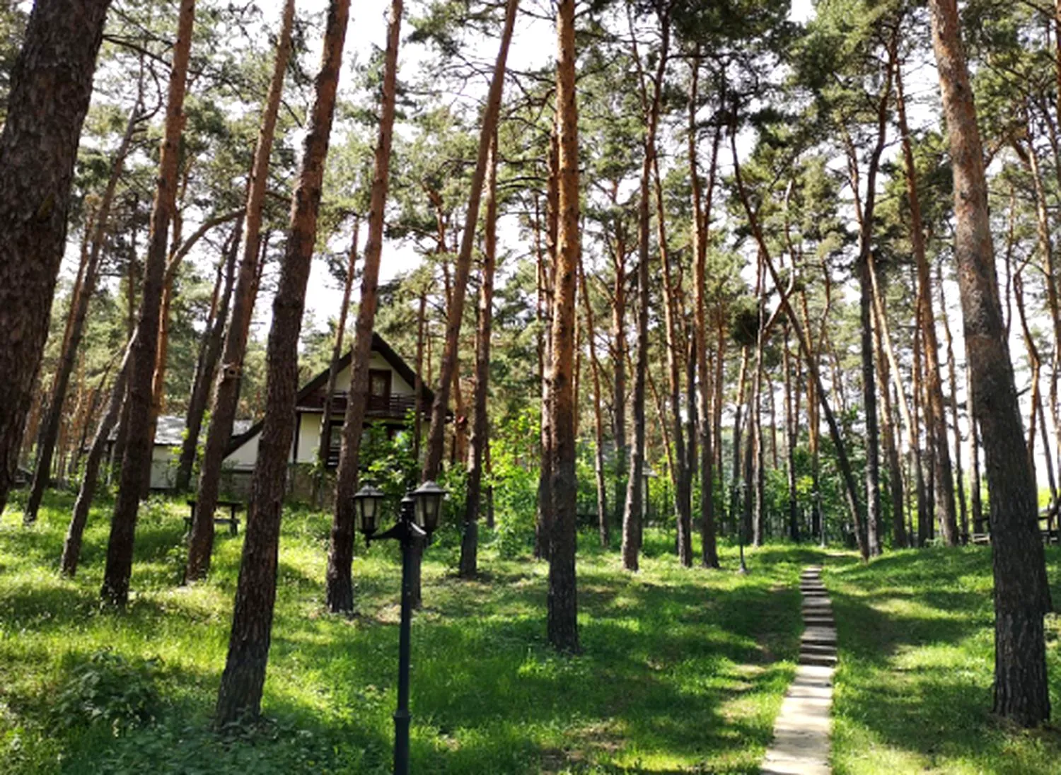 Secretul de pe Dealul Osoiu. Cum a apărut Pădurea de pin negru, una dintre cele mai neobișnuite din România