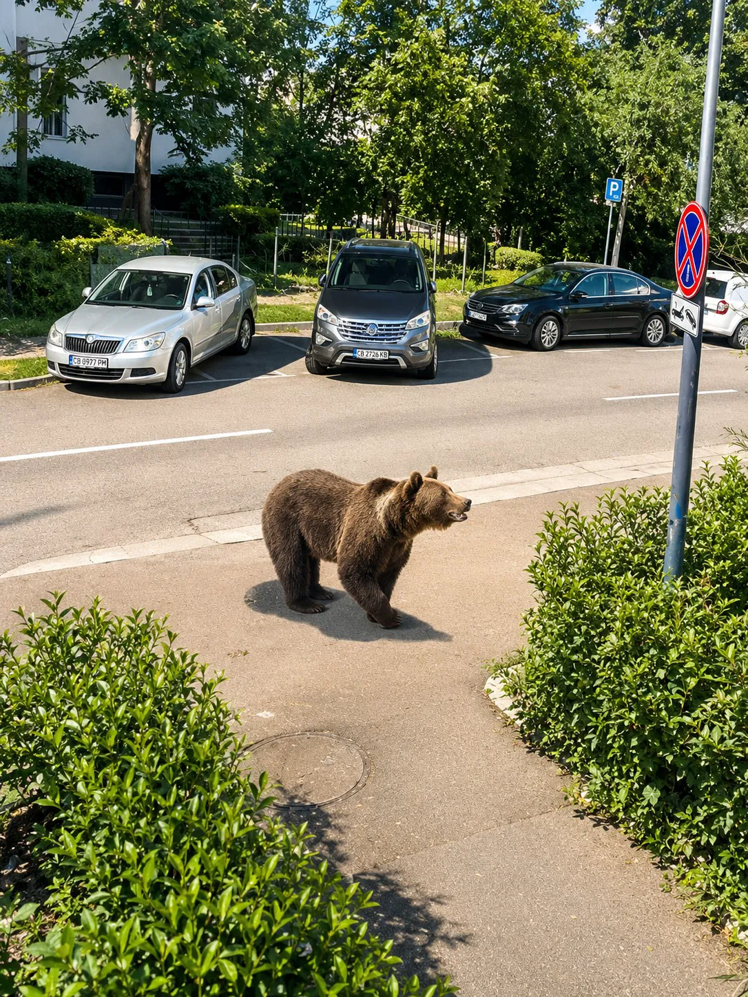 25 de alerte de urs în 24 de ore, la Brașov. Trei au fost împușcați: „Nu aveau nicio frică de om”
