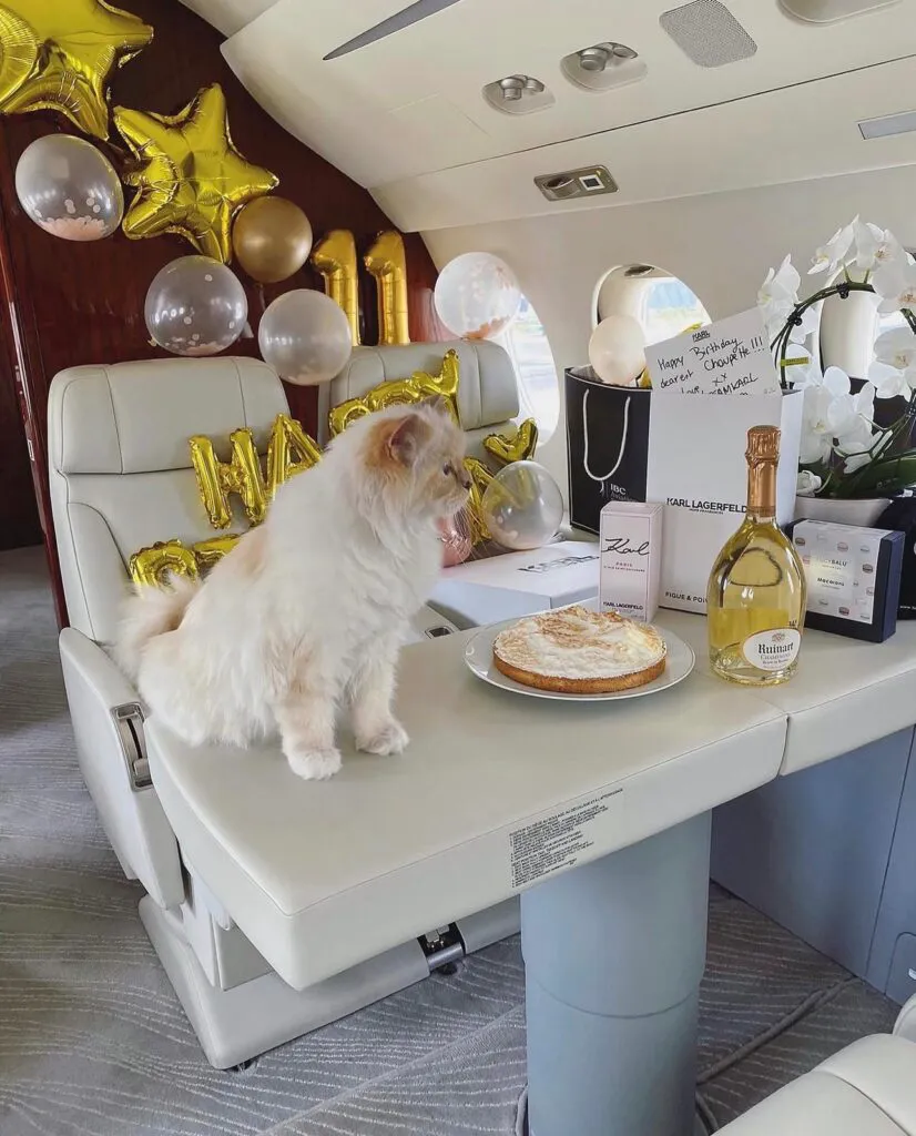 Cea mai bogată pisică din lume este falită. Choupette nu a primit niciun cent din averea lui Karl Lagerfeld