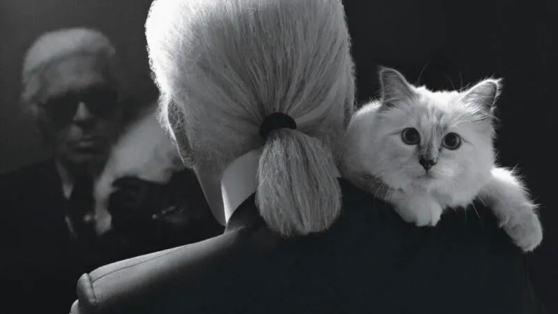 Cea mai bogată pisică din lume este falită. Choupette nu a primit niciun cent din moștenirea lăsată de Karl Lagerfeld