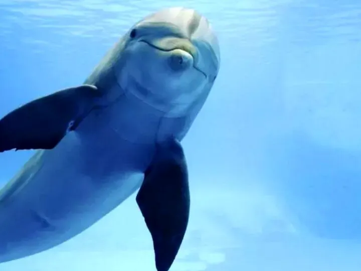 Răzbunarea tăcută a celui mai faimos delfin din istorie. Îngerul păzitor din French Pass