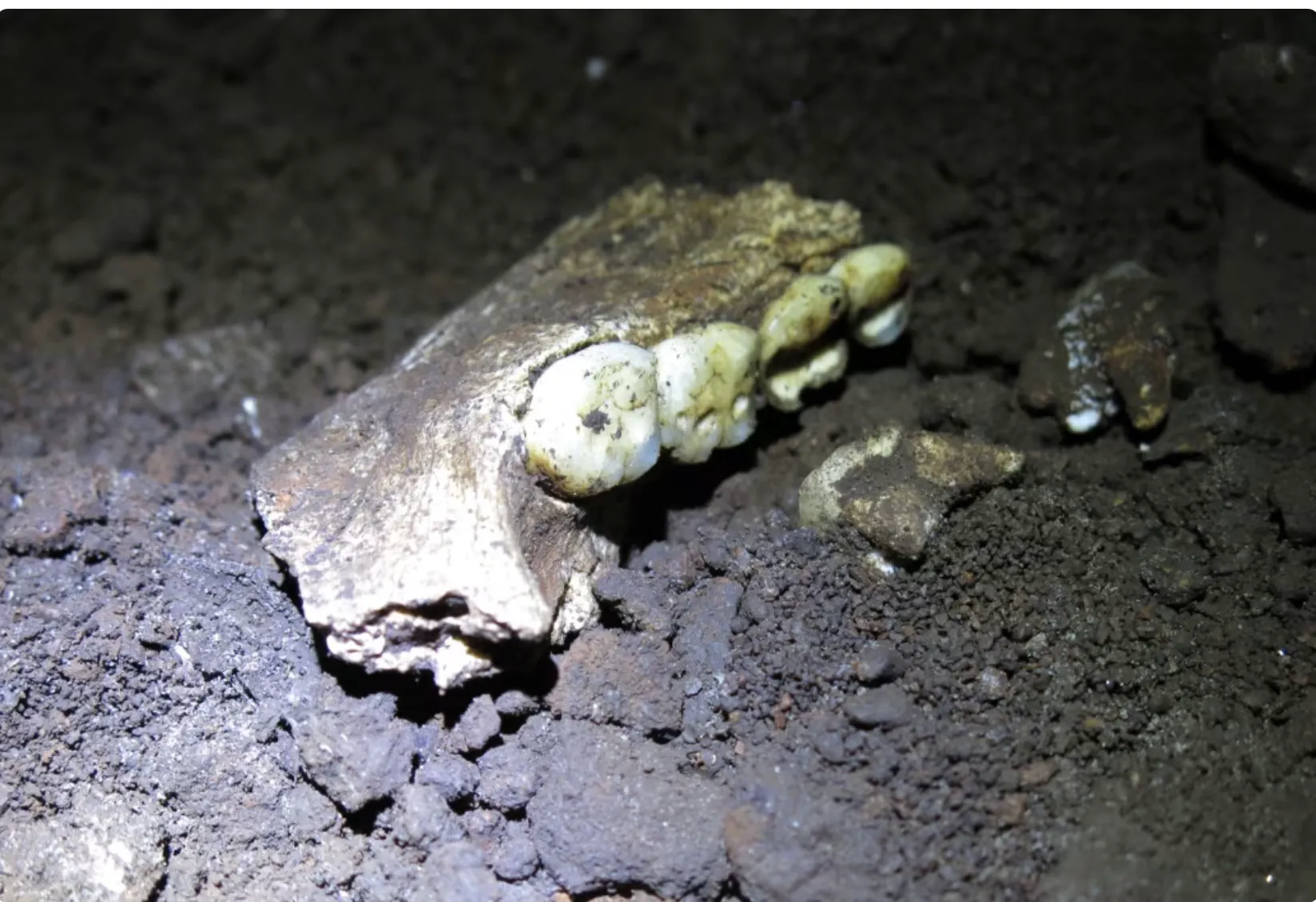 S-au descoperit amazoanele preistorice? Misterul care îi bulversează pe cercetători