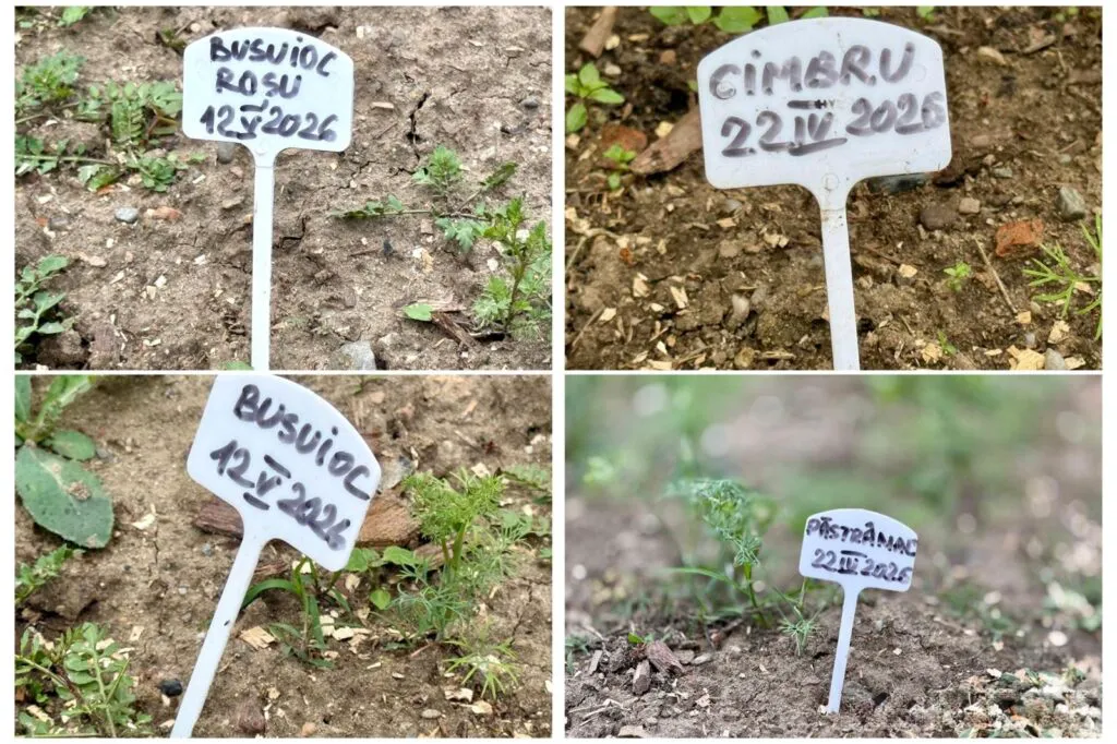 Exclusiv: Ce s-a plantat în grădina Regelui Charles de la Viscri. Când va reveni aici, are cu ce „drege ciorba”