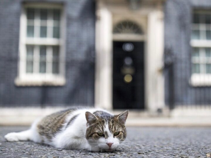 Simbolul stabilității politice din Marea Britanie are 4 picioare. Povestea lui Larry, motanul de la Downing Street