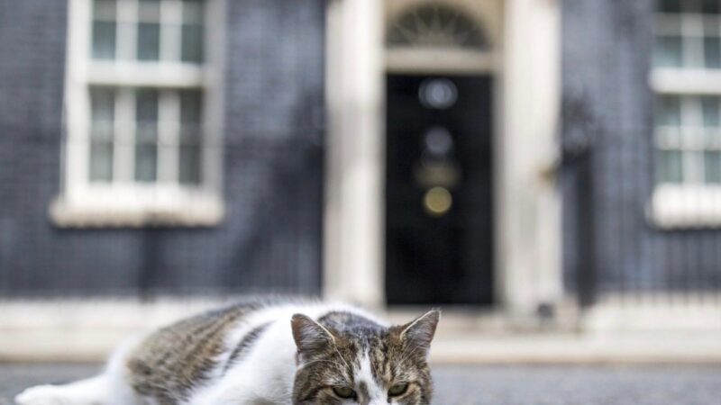 Simbolul stabilității politice din Marea Britanie are 4 picioare. Povestea lui Larry, motanul de la Downing Street