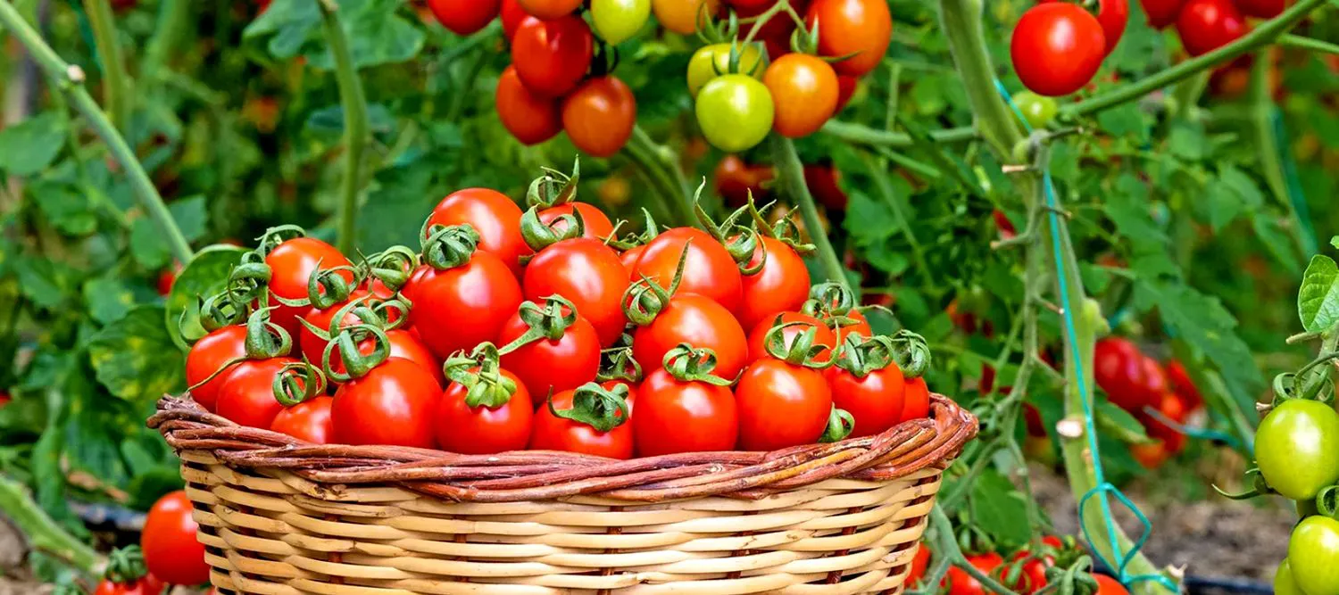 Rețeta germană de salată de roșii cu ierburi proaspete. În această vară, va cuceri orice masă