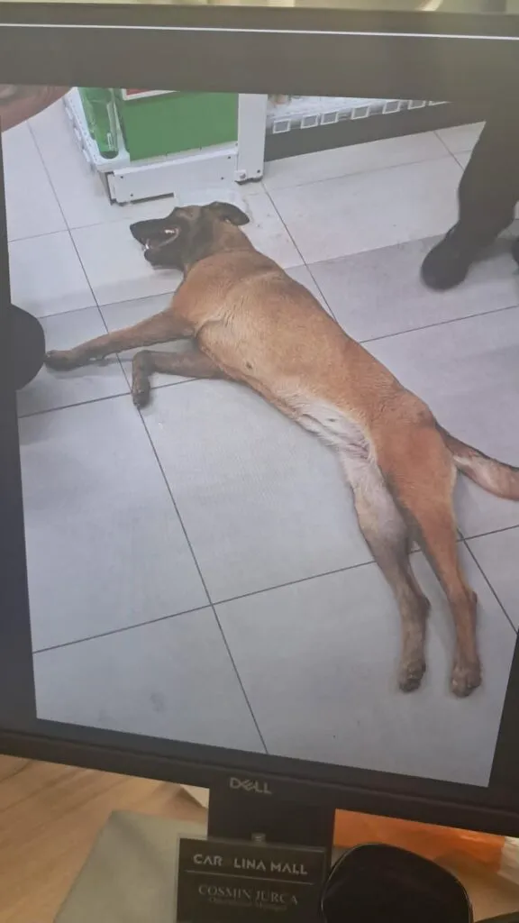 Un câine Malinois a intrat într-o farmacie din Alba Iulia ca să ceară ajutor. Situație uluitoare 2 Farmaciștii au salvat un câine din rasa Malinois. Imaginea surprinde momentul în care patrupedul se prăbușește din cauza deshidratării.