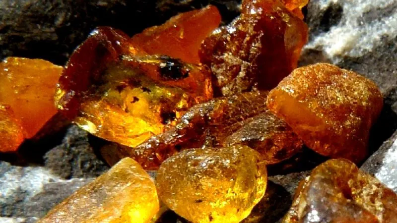 Cel mai vechi chihlimbar din lume e mai vechi decât dinozaurii. Încă nu se știe de la ce plantă provine rășina