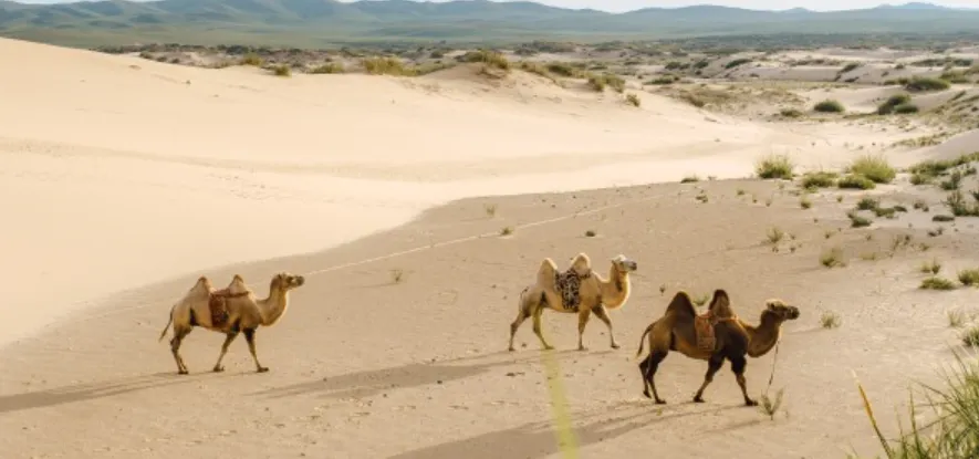 Bancuri. Într-o iarnă, în toiul nopţii, Ion este trezit din somn de bătăi puternice în geam. Ce urmează, e genial! 2 desert