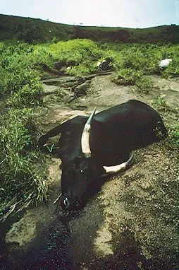 Bovine asfixiate de dioxidul de carbon eliberat din Lacul Nyos. (foto: Wikipedia)