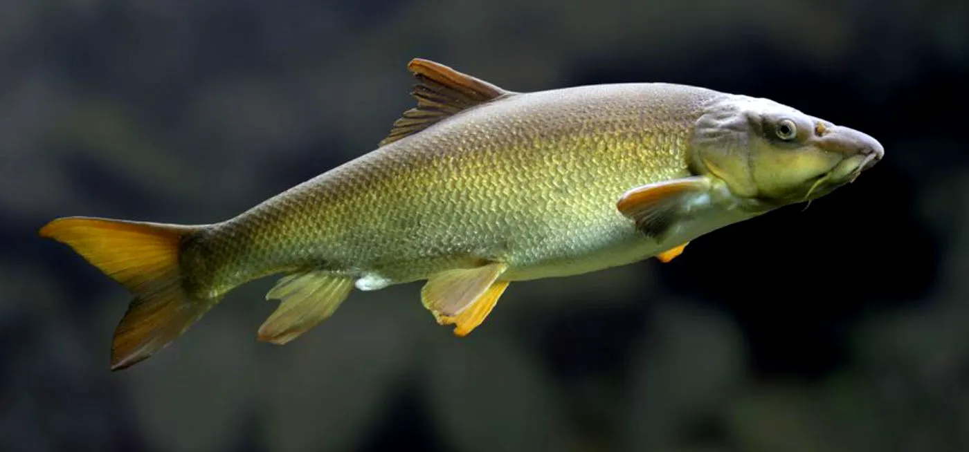 Pericol mortal în farfurie! Peștele din râurile României care vă poate otrăvi în câteva ore 2 Pericol mortal în farfurie! Peștele din râurile României care vă poate otrăvi în câteva ore