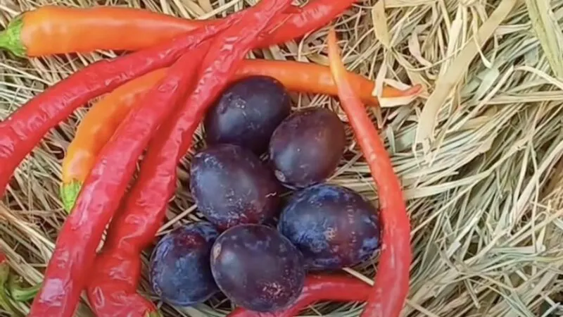 Sos rustic de prune cu ardei iute. Rețeta care transformă prunele într-un dressing perfect pentru friptură