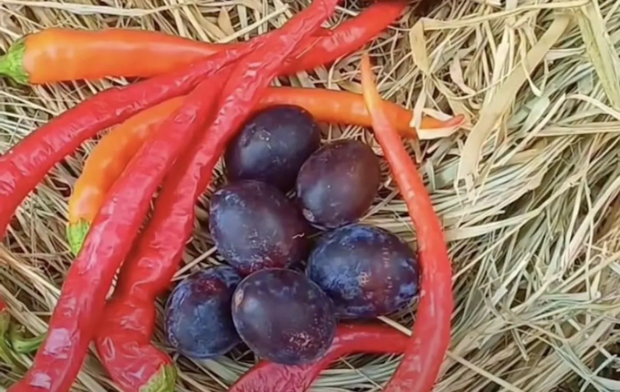 Sos rustic de prune cu ardei iute. Rețeta care transformă prunele într-un dressing perfect pentru friptură