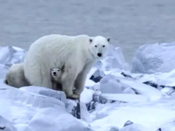 Bancuri. Un ursuleţ polar stătea cu mă-sa pe banchiză. La un moment dat o întreabă…