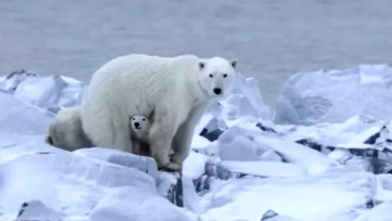 Bancuri. Un ursuleţ polar stătea cu mă-sa pe banchiză. La un moment dat o întreabă…