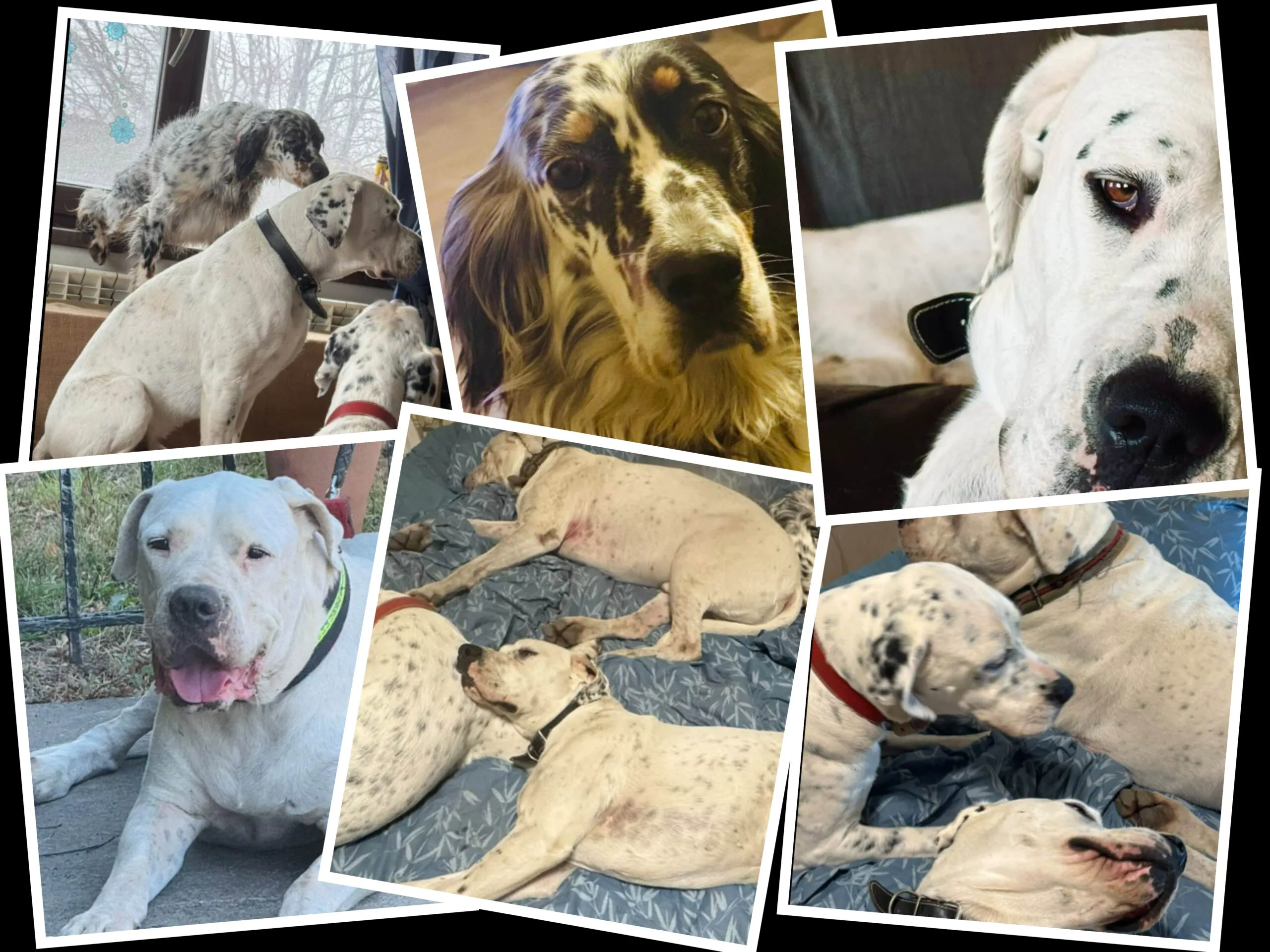 Salvați blănoșii regretatului jurnalist Patrick Andre de Hillerin! Câinii au nevoie de familie și multă iubire 2 Salvați blănoșii regretatului jurnalist Patrick Andre de Hillerin! Câinii au nevoie de familie și multă iubire