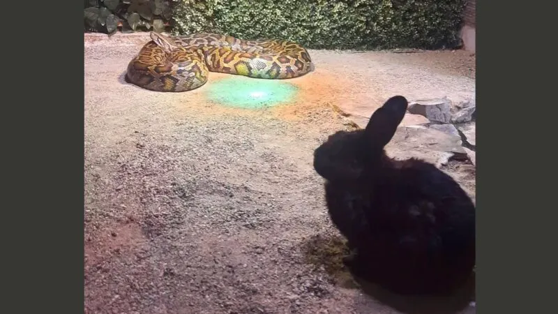 Incredibil, dar adevărat! Zoo Sibiu provoacă proteste în Capitală. Îngrijitorii au aruncat un iepure viu ca hrană unui piton, sub ochii vizitatorilor