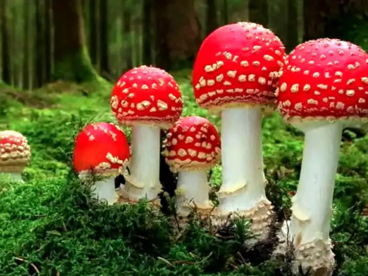 Bancuri. Profesoara de botanică întreabă dacă toate ciupercile sunt comestibile. Ce răspunde Costel