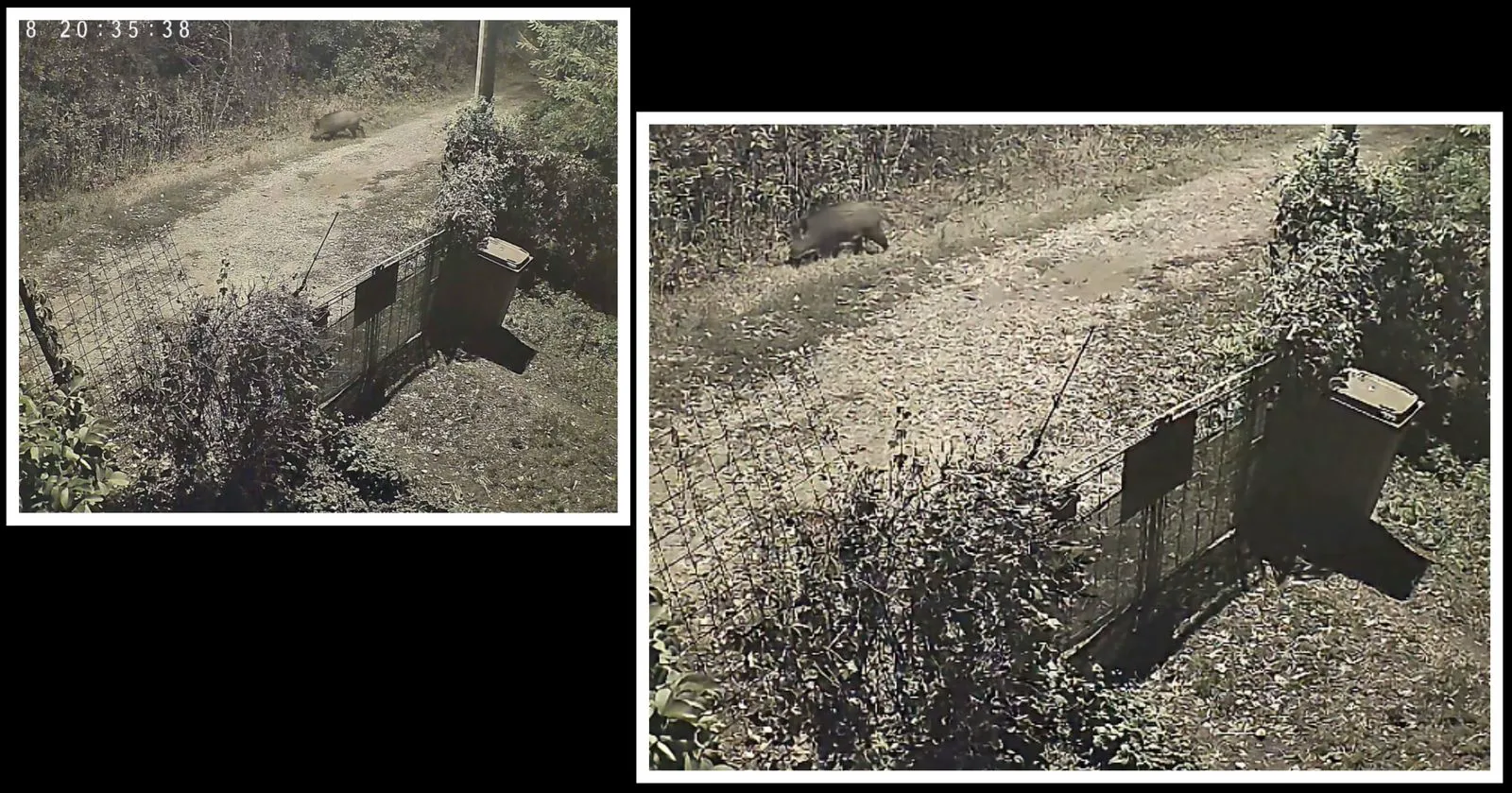 Capitală europeană sau rezervație? Panică după ce un mistreț a fost filmat în fața caselor din nordul Bucureștiului