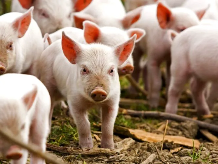 Bancuri. Preotul la un gospodar: Doamne ajută, Ioane! Văd că ai porc, până la iarnă… Leșini de râs ce urmează