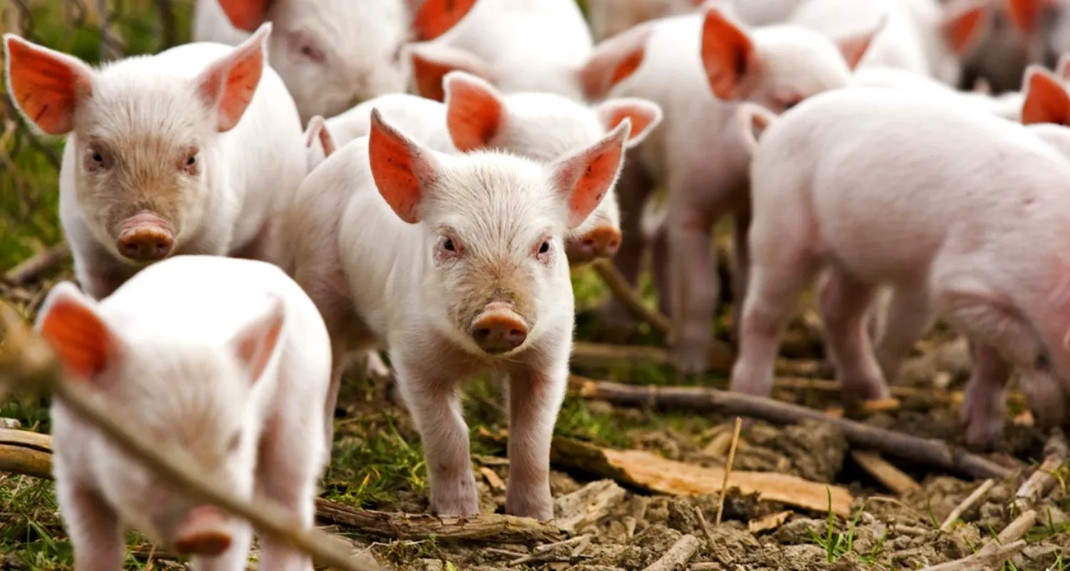 Bancuri. Preotul la un gospodar: Doamne ajută, Ioane! Văd că ai porc, până la iarnă… Leșini de râs ce urmează