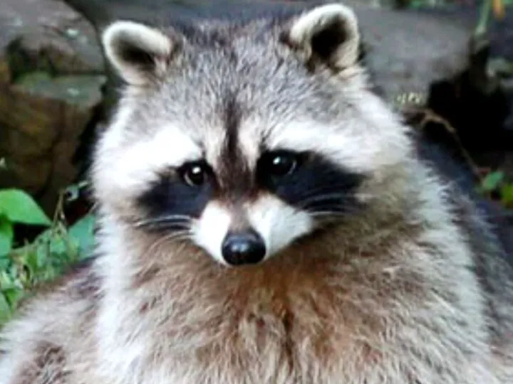 Bancuri. Anunț la Radio Tel-Aviv: Ieri un raton a fugit de la grădina zoologică… Râzi cu lacrimi ce urmează