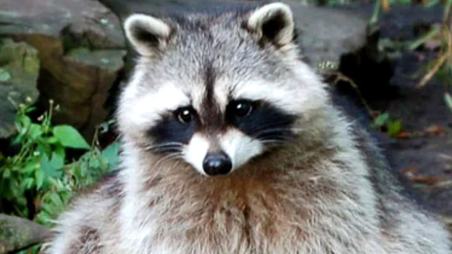 Bancuri. Anunț la Radio Tel-Aviv: Ieri un raton a fugit de la grădina zoologică… Râzi cu lacrimi ce urmează