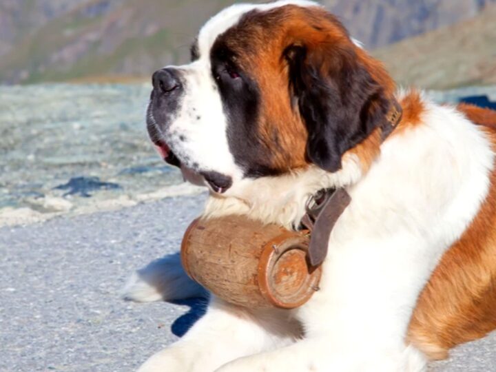 Bancuri. Doi bărbaţi beţi criţă zac pe o pajişte de lângă un munte. Deodată, se apropie un Saint-Bernard uriaş…